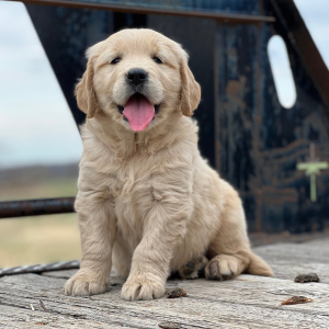 Golden Retriever Puppy Laken