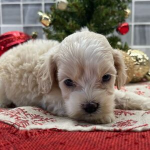 Cockapoo Puppy Braxton