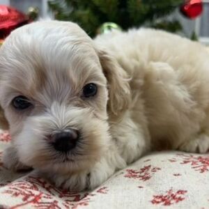 Cockapoo Puppy Braxton