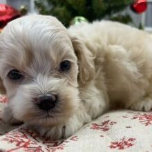 Cockapoo Puppy Braxton