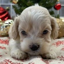 Cockapoo Puppy Braxton