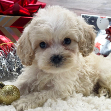 Cockapoo Puppy Braxton