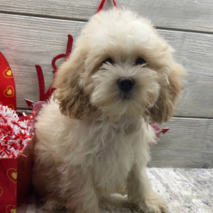 Cockapoo Puppy Braxton