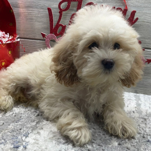 Cockapoo Puppy Braxton