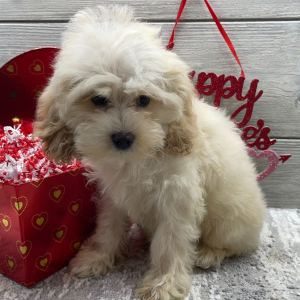 Cockapoo Puppy Braxton