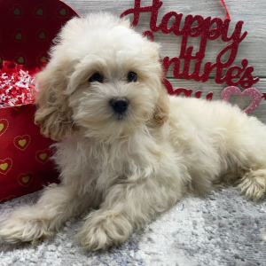 Cockapoo Puppy Braxton