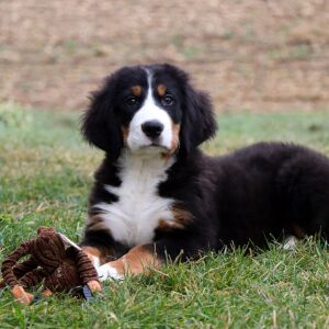 Bernese Mountain Dog Puppy Jace
