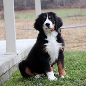 Bernese Mountain Dog Puppy Jace