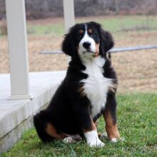 Bernese Mountain Dog Puppy Jace