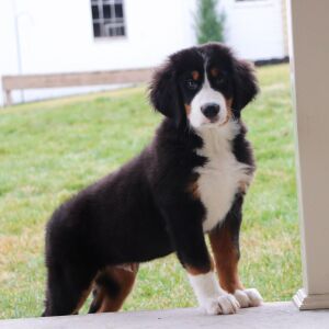 Bernese Mountain Dog Puppy Jace