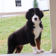 Bernese Mountain Dog Puppy Jace