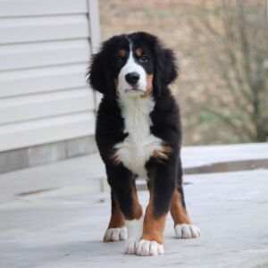 Bernese Mountain Dog Puppy Jace