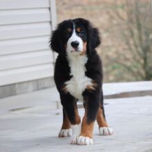 Bernese Mountain Dog Puppy Jace