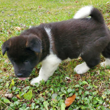 Akita Puppy Unja