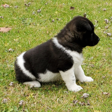 Akita Puppy Unja