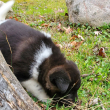 Akita Puppy Unja
