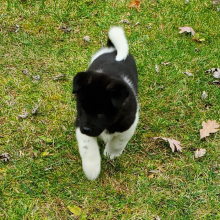 Akita Puppy Unja