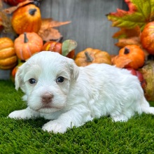 Havanese Puppy Cupcake