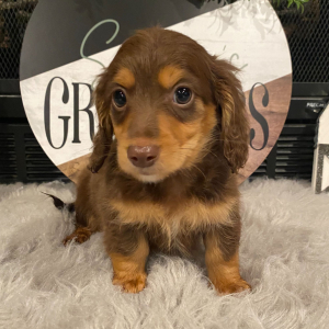 Dachshund Puppy Scout