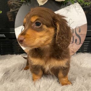 Dachshund Puppy Scout