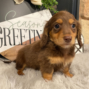 Dachshund Puppy Scout