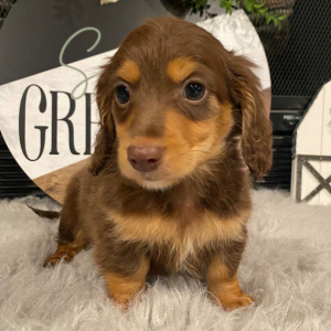 Dachshund Puppy Scout
