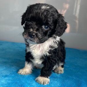 Bernedoodle Puppy Zoe