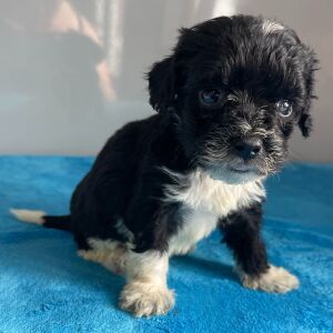 Bernedoodle Puppy Zoe