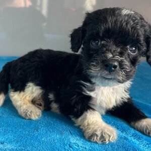 Bernedoodle Puppy Zoe