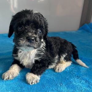 Bernedoodle Puppy Zoe