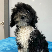 Bernedoodle Puppy Zoe