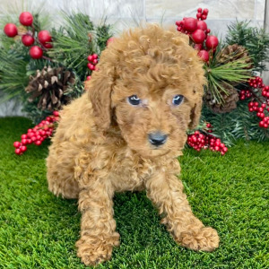 Poodle Puppy Sirius
