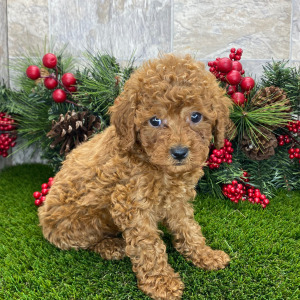 Poodle Puppy Sirius