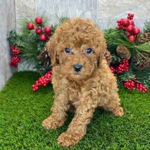 Poodle Puppy Sirius