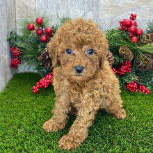 Poodle Puppy Sirius
