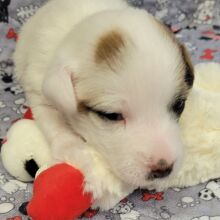 Jack Russell Terrier Puppy Ben