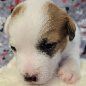 Jack Russell Terrier Puppy Ben