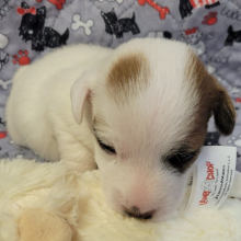 Jack Russell Terrier Puppy Ben