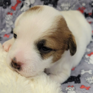 Jack Russell Terrier Puppy Ben