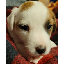 Jack Russell Terrier Puppy Ben
