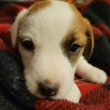 Jack Russell Terrier Puppy Ben
