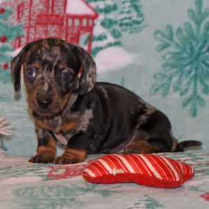 Dachshund Puppy Murphy