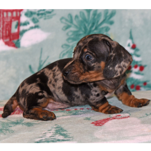 Dachshund Puppy Murphy