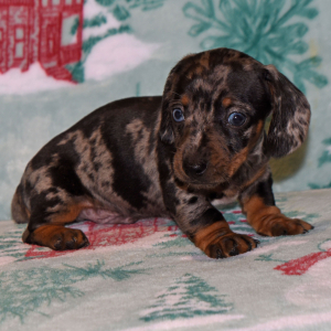 Dachshund Puppy Murphy