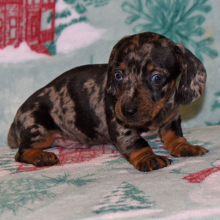 Dachshund Puppy Murphy