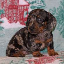 Dachshund Puppy Murphy