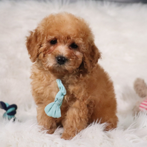 Poodle Puppy Kojak