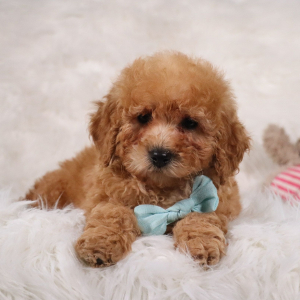 Poodle Puppy Kojak