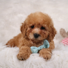 Poodle Puppy Kojak