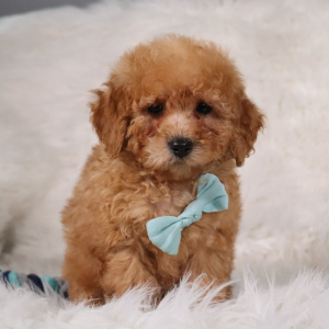 Poodle Puppy Kojak